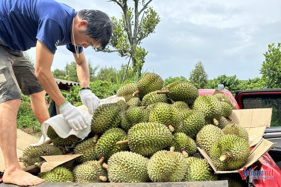 Người Tây Nguyên ùn ùn sắm xế hộp chở sầu riêng vườn đi bán - Ảnh 5.