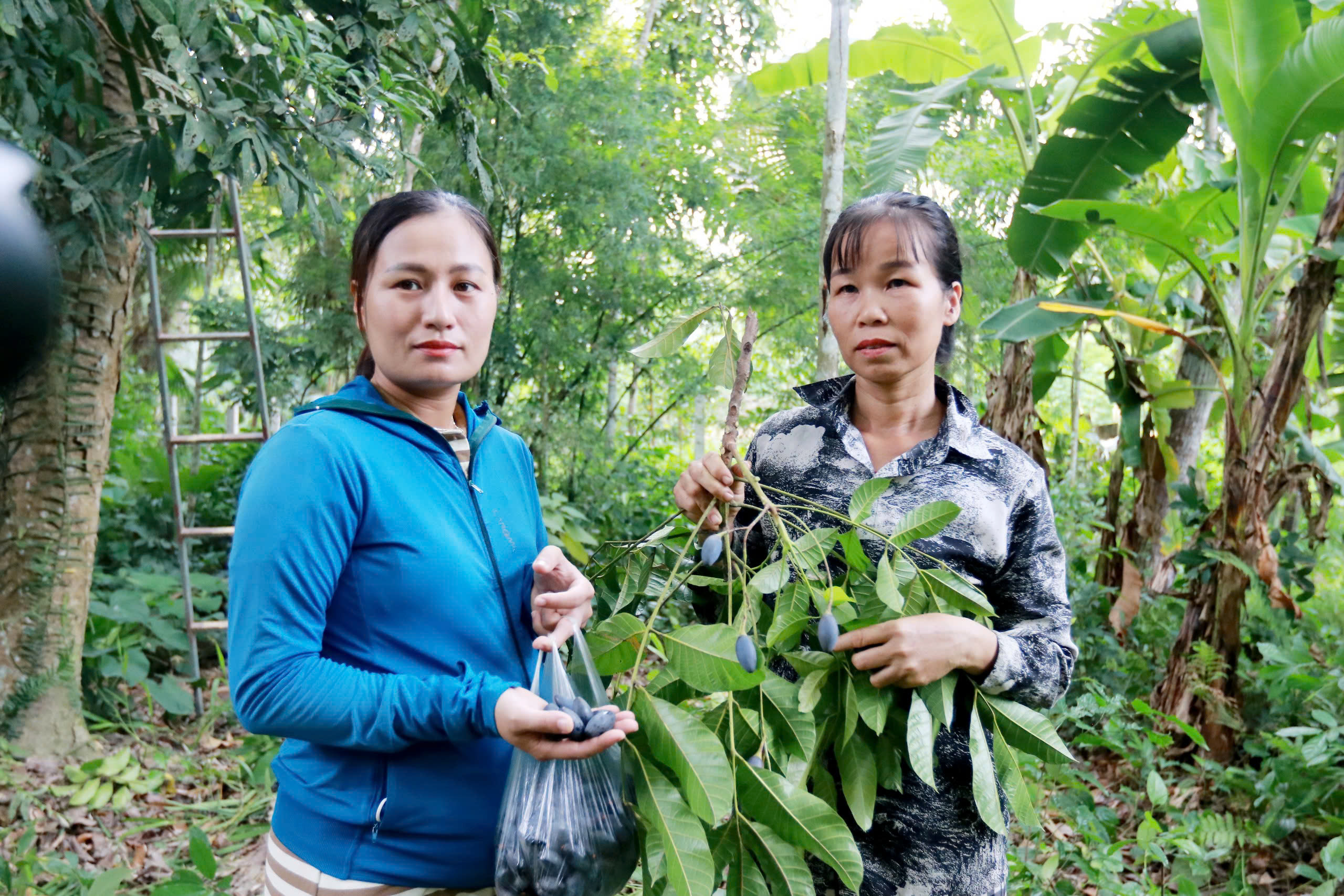 Nông dân thất thu vì thứ quả được ví như 'vàng đen' mất mùa - Ảnh 7.