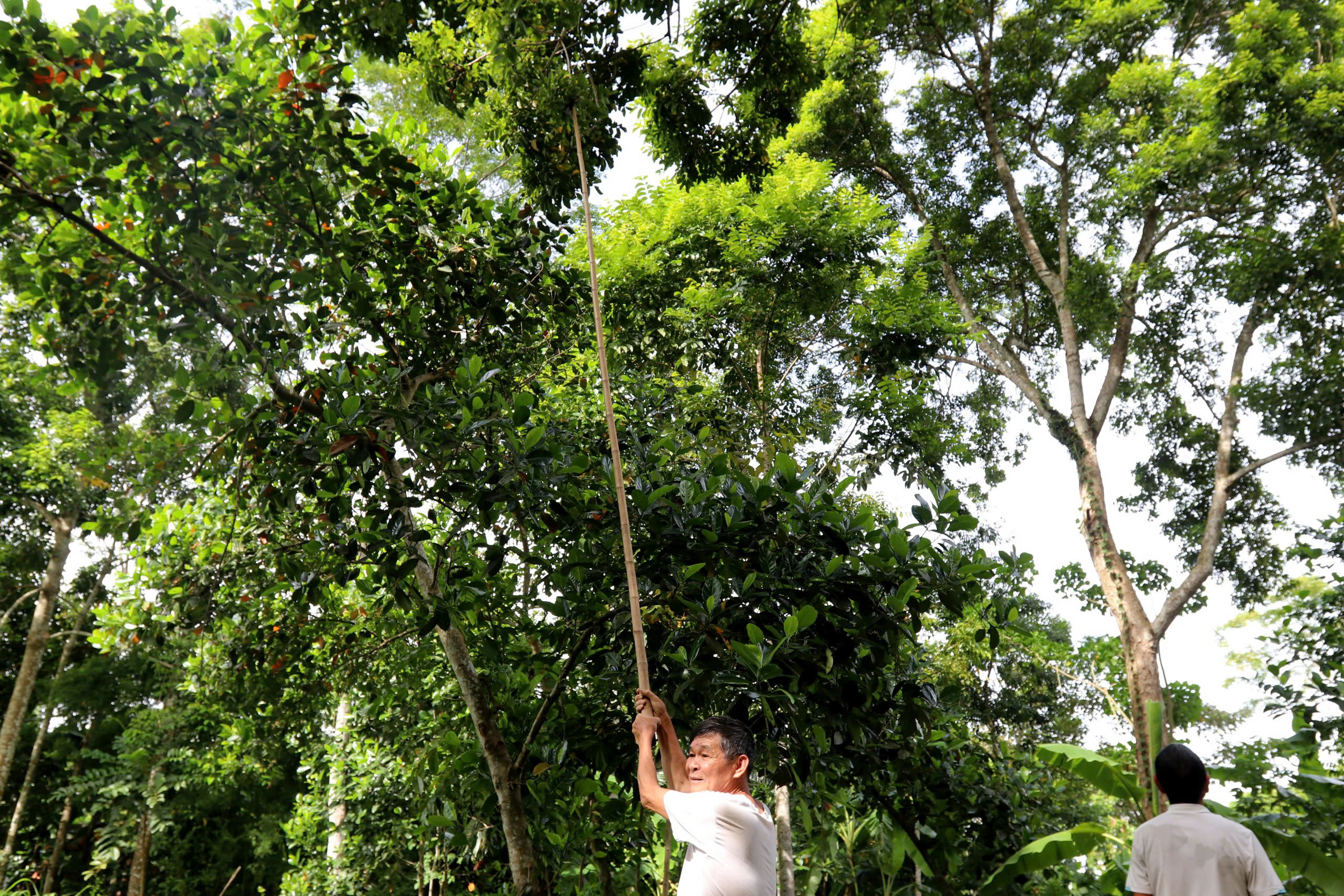 Nông dân thất thu vì thứ quả được ví như 'vàng đen' mất mùa - Ảnh 10.