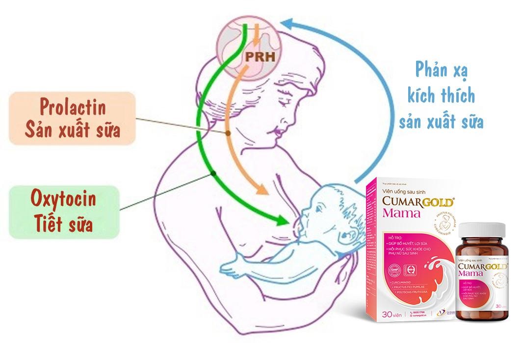 Sản phẩm hỗ trợ lợi sữa khoa học, thành phần thiên nhiên- Ảnh 2.