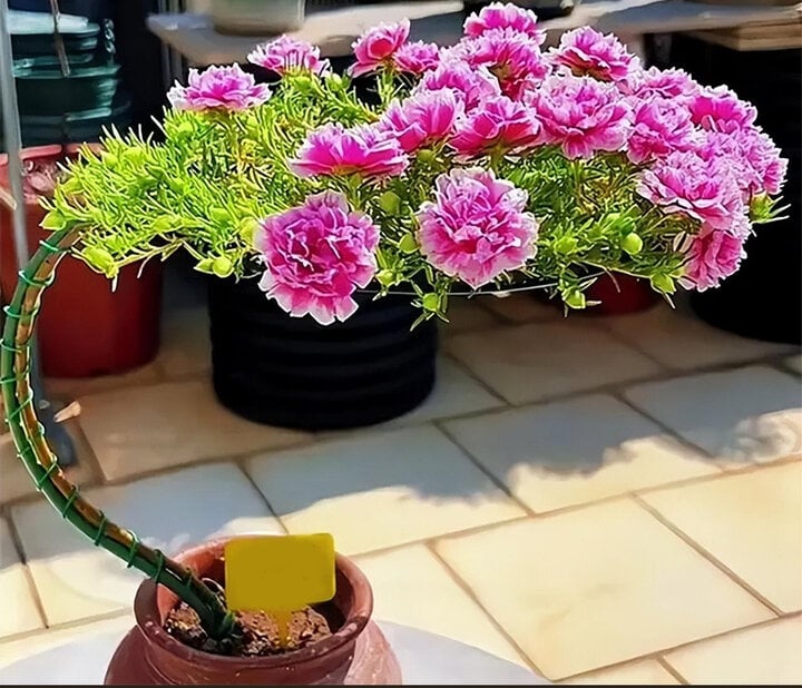 Biến loài hoa mọc như cỏ dại thành cây bonsai sang chảnh - Ảnh 1.