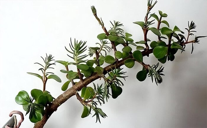 Biến loài hoa mọc như cỏ dại thành cây bonsai sang chảnh - Ảnh 4.