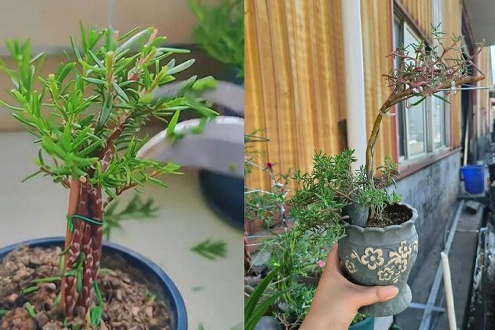 Biến loài hoa mọc như cỏ dại thành cây bonsai sang chảnh - Ảnh 7.