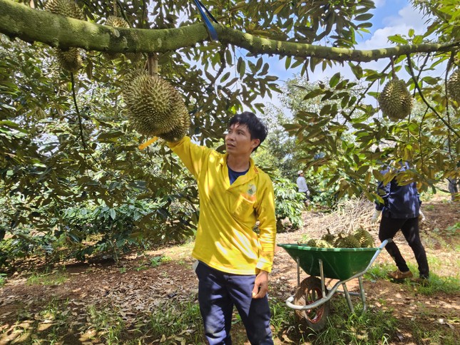 Giá sầu riêng giảm, thương lái kén như kén... vợ - Ảnh 3.