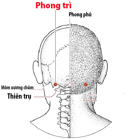 huyet-phong-tri-1722783202274198514212-1722848201272-17228482014271152195707.png