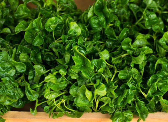 fresh-watercress-16927049270731491316908-1692705146516-16927051468821731851161-1692706500371-1692706500617493948824-1722931725077-17229317254071012412327.jpg