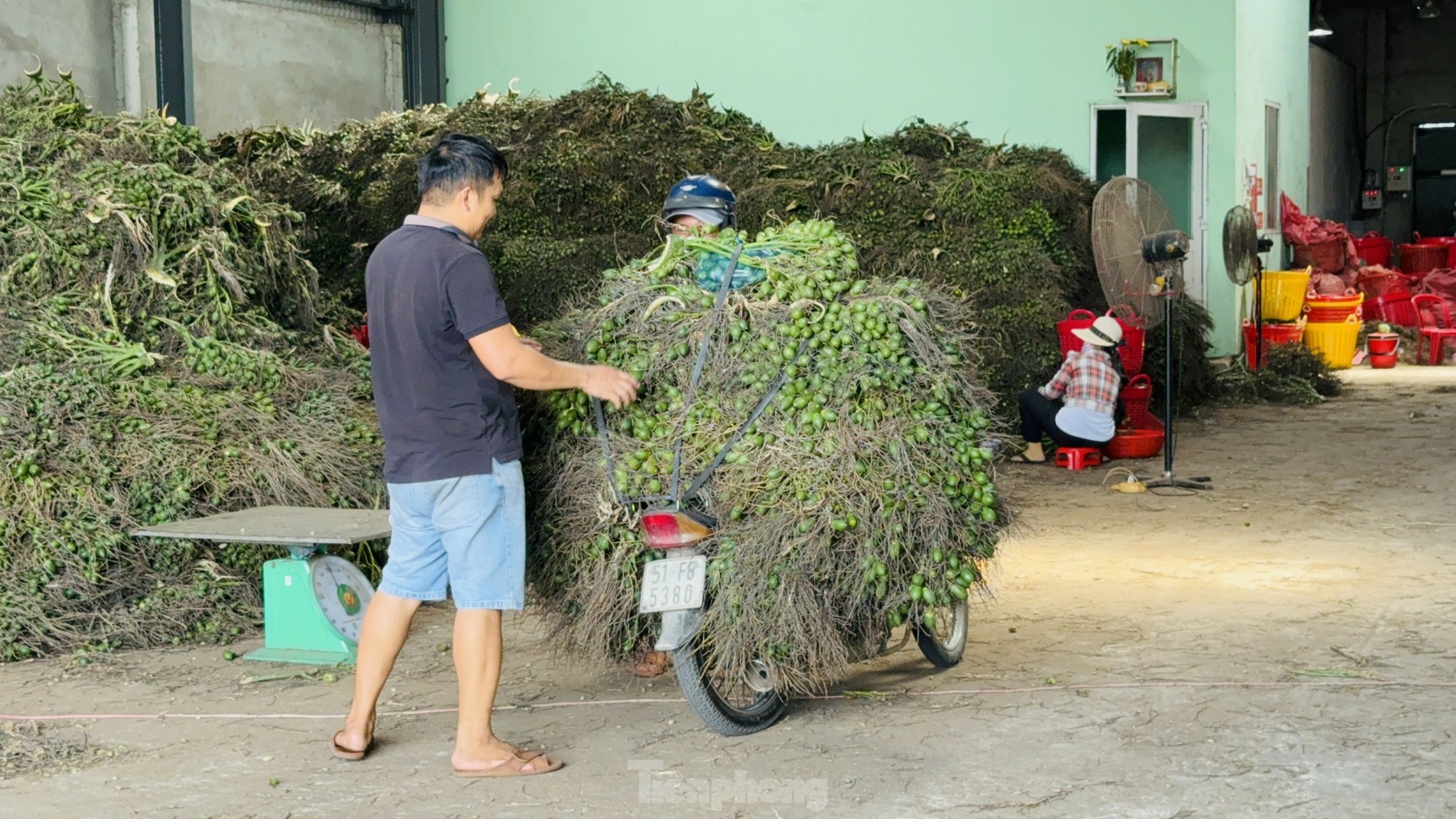 Giá cau tươi tăng mạnh, vì sao nông dân 'đứng ngồi không yên'? - Ảnh 7.