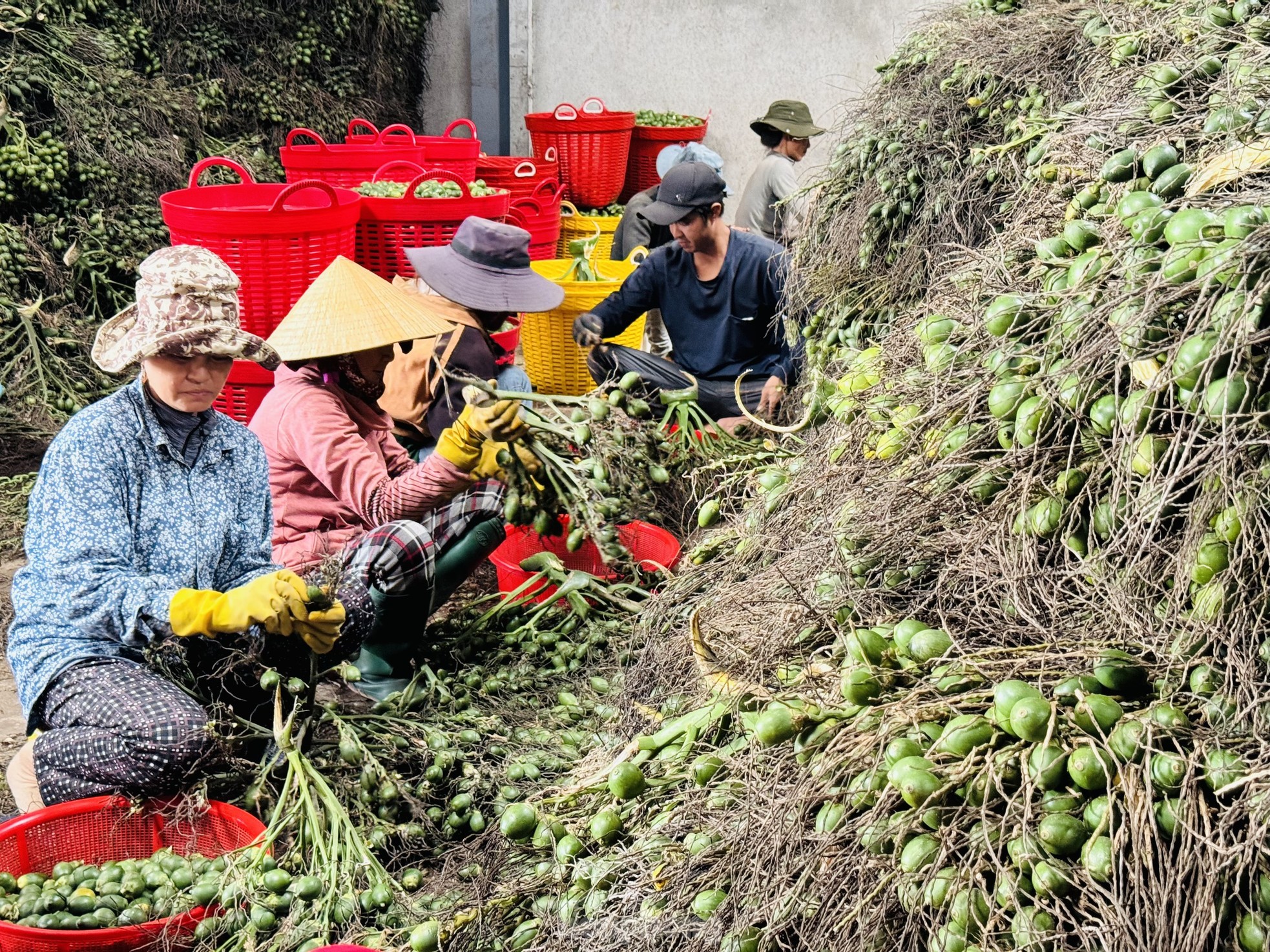 Giá cau tươi tăng mạnh, vì sao nông dân 'đứng ngồi không yên'? - Ảnh 8.