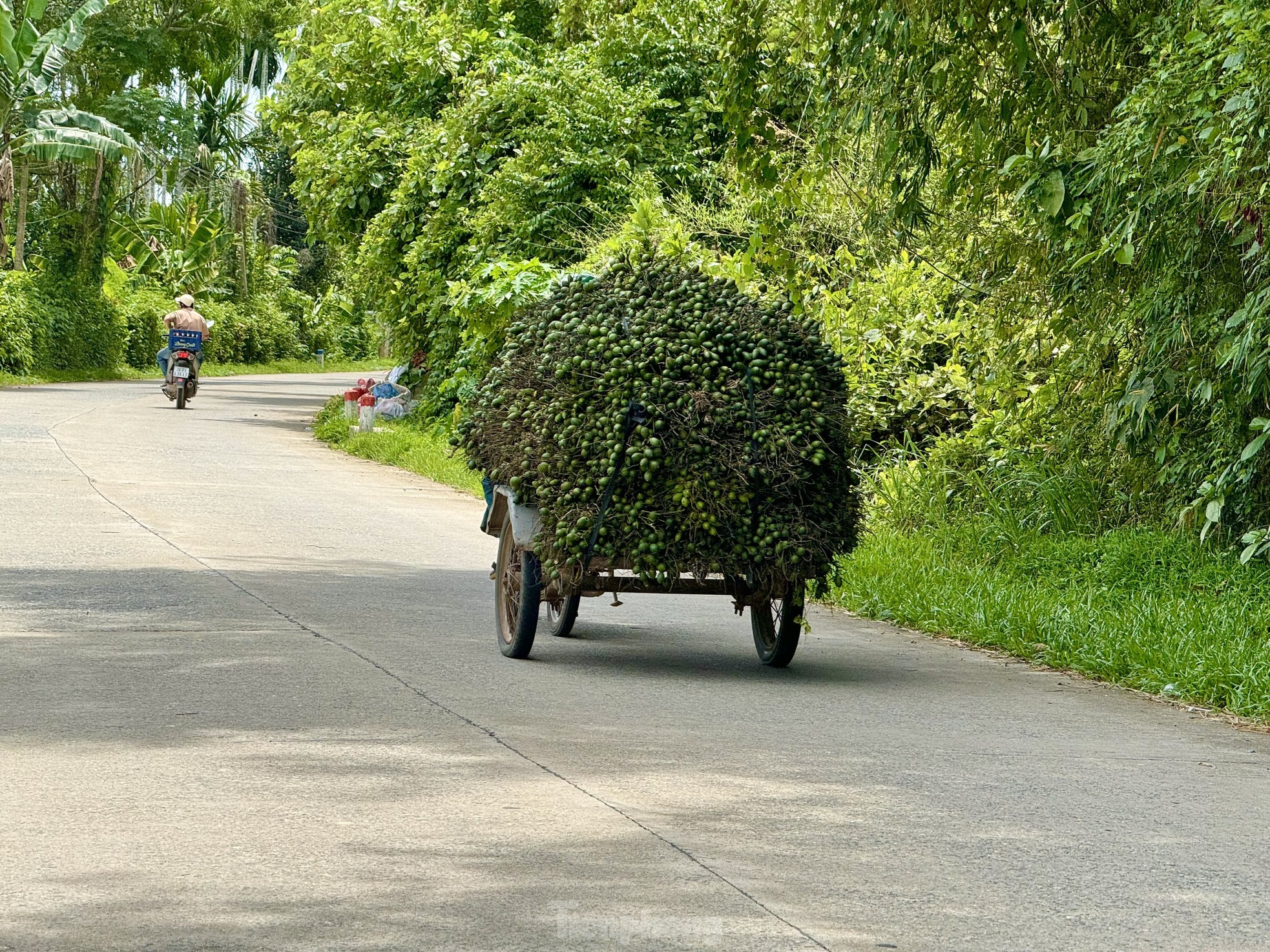 Giá cau tươi tăng mạnh, vì sao nông dân 'đứng ngồi không yên'? - Ảnh 10.