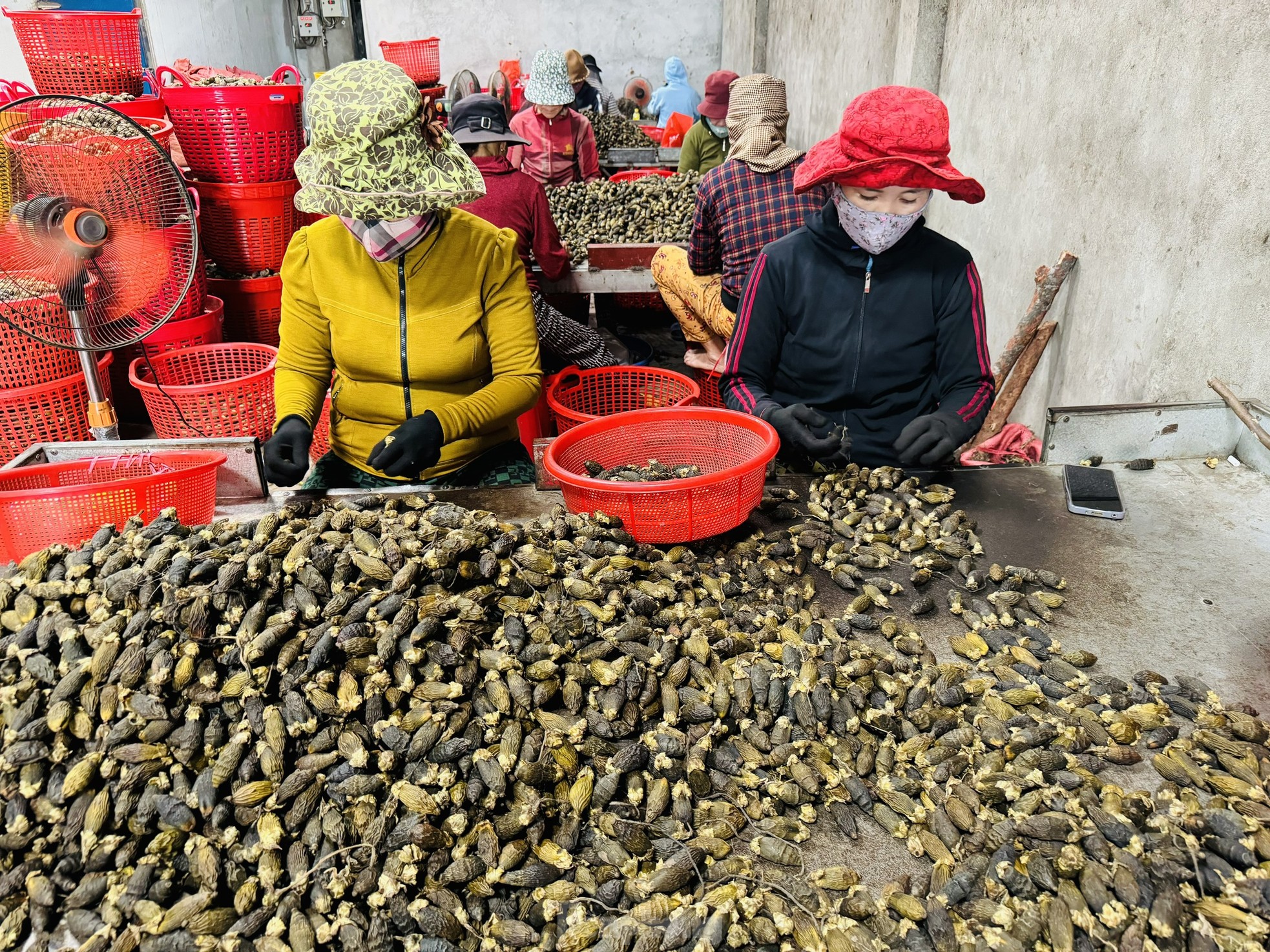 Giá cau tươi tăng mạnh, vì sao nông dân 'đứng ngồi không yên'? - Ảnh 9.