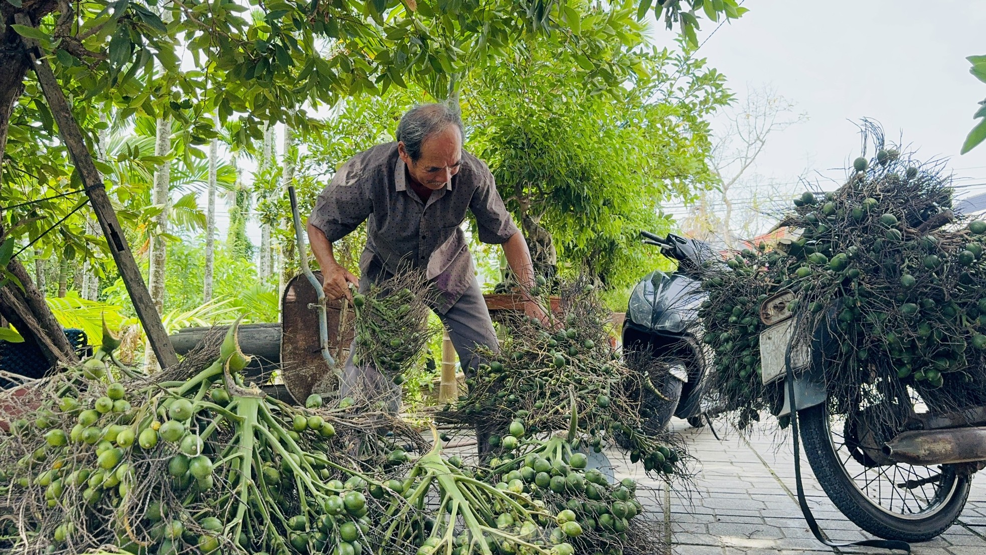 Giá cau tươi tăng mạnh, vì sao nông dân 'đứng ngồi không yên'? - Ảnh 2.