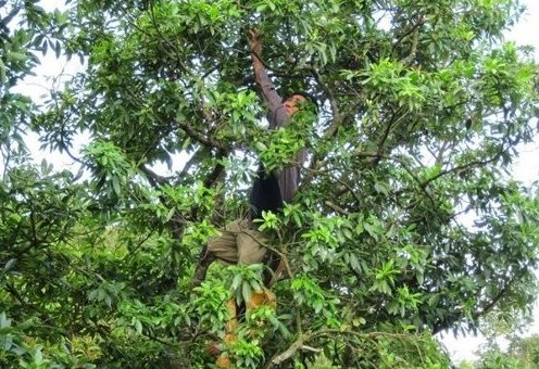 Loại cây lấy hoa cực hiếm trên thế giới nhưng Việt Nam sở hữu hàng chục nghìn ha: Thu về gần 50 triệu USD kể từ đầu năm - Ảnh 1.