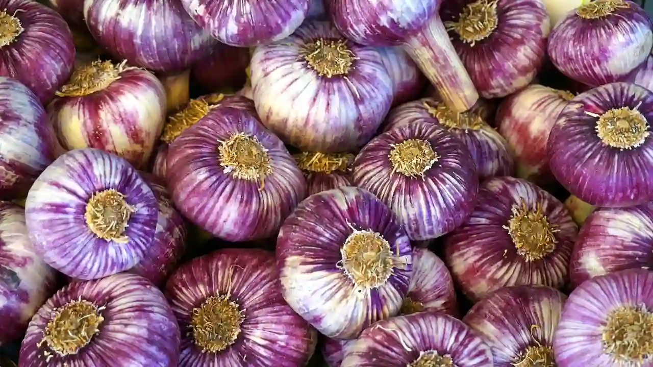 garlic-1726110041169-1726110041701131570097.jpg