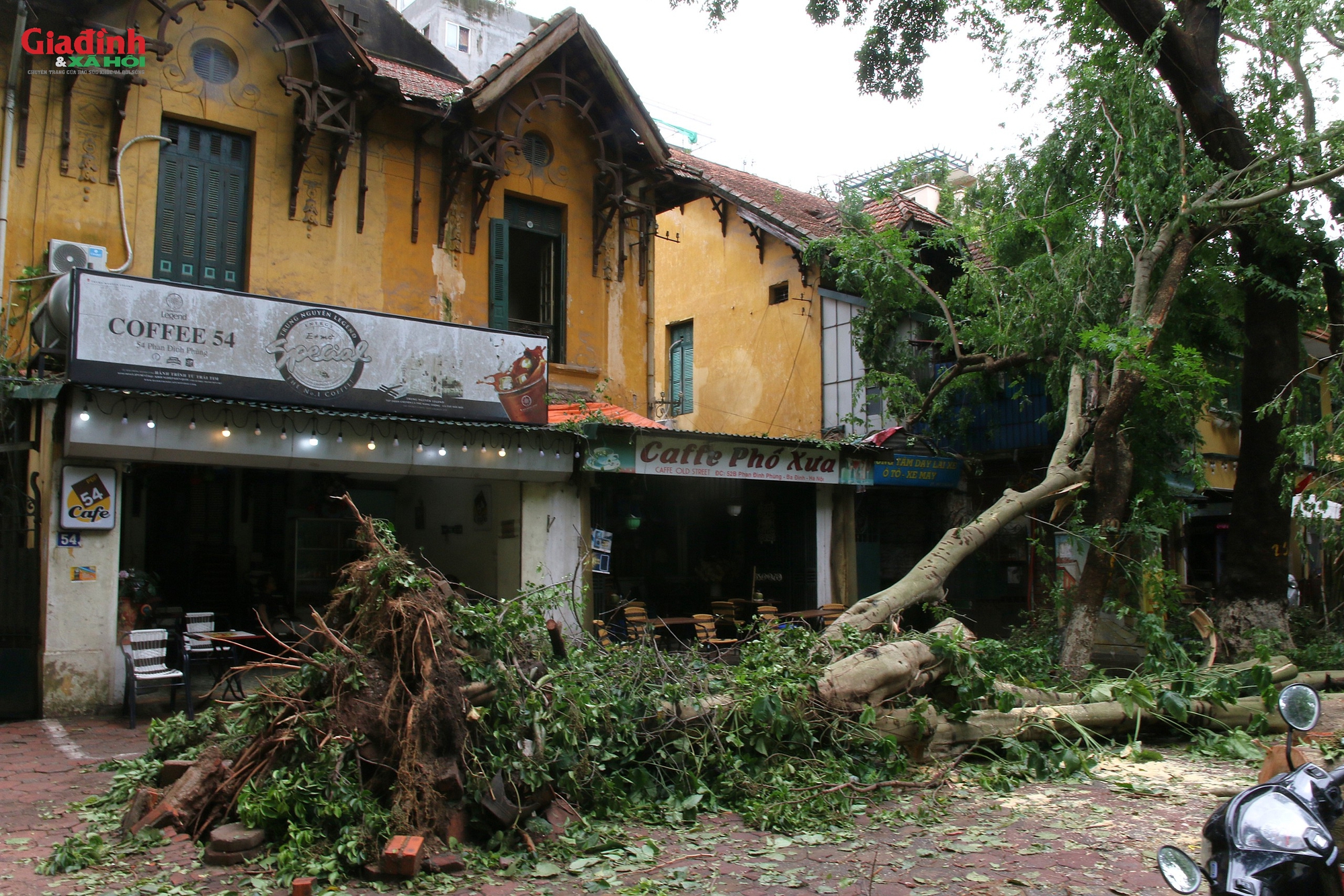 Hà Nội: 3000 cây xanh gãy đổ sẽ được 'cứu', trong đó có 100 cây quý hiếm - Ảnh 1.