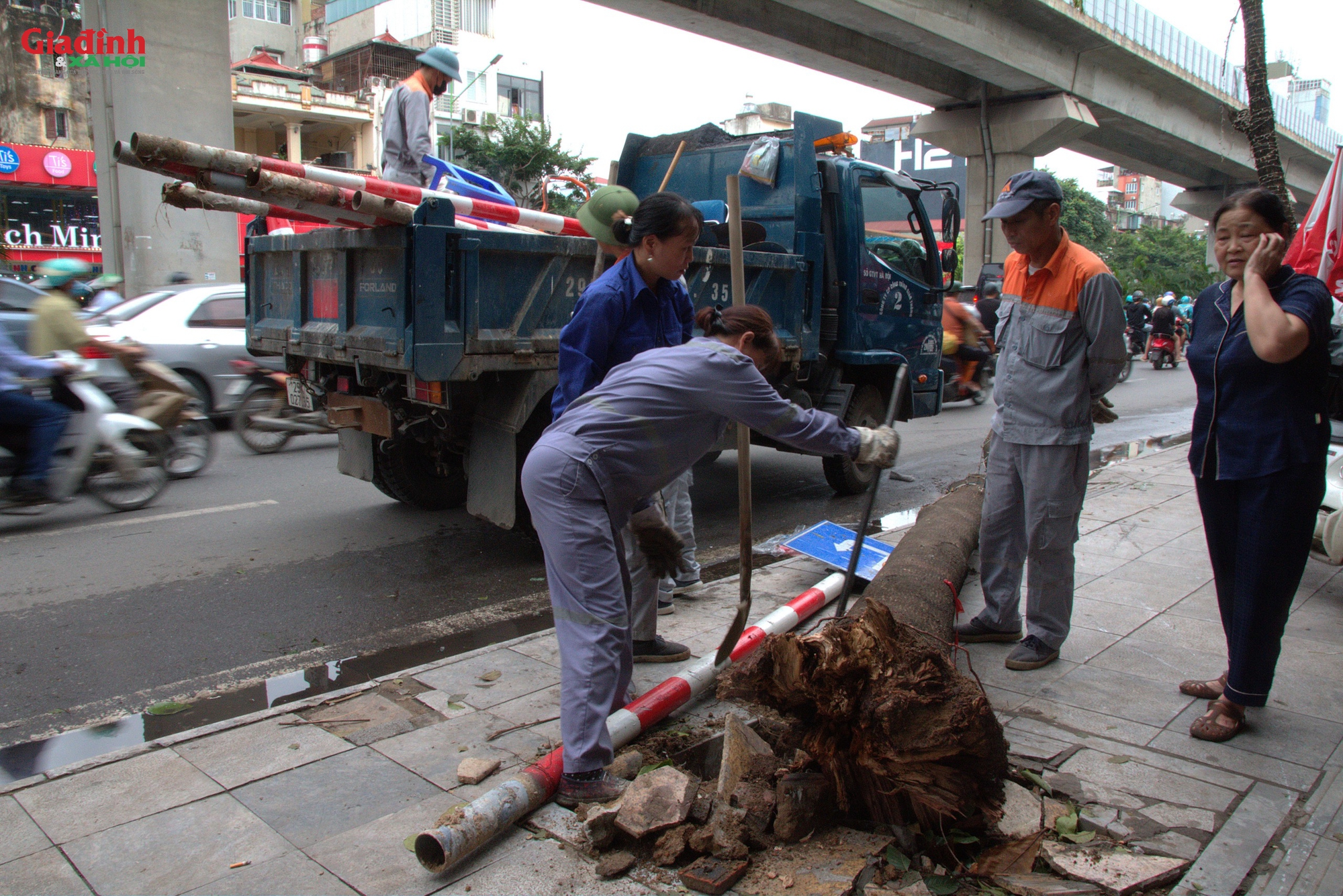 Hà Nội: 3000 cây xanh gãy đổ sẽ được 'cứu', trong đó có 100 cây quý hiếm - Ảnh 2.