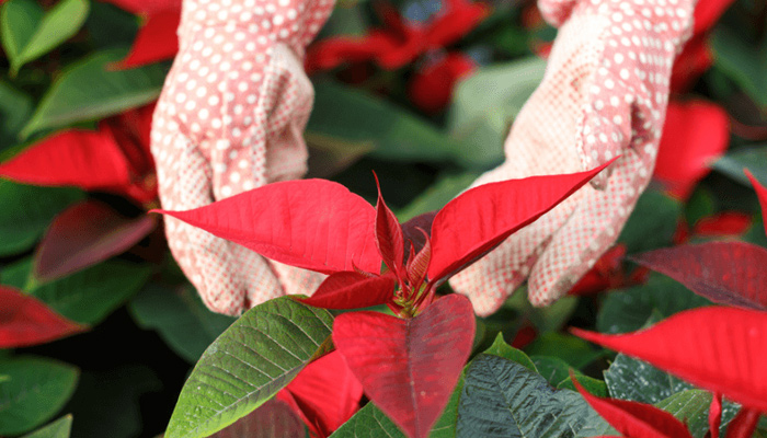 Ý nghĩa và công dụng tuyệt vời của cây trạng nguyên, cách trồng giúp hút tài lộc và tăng bình an cho gia đình- Ảnh 3. Ý nghĩa và công dụng tuyệt vời của cây trạng nguyên, cách trồng giúp hút tài lộc và tăng bình an cho gia đình- Ảnh 3.