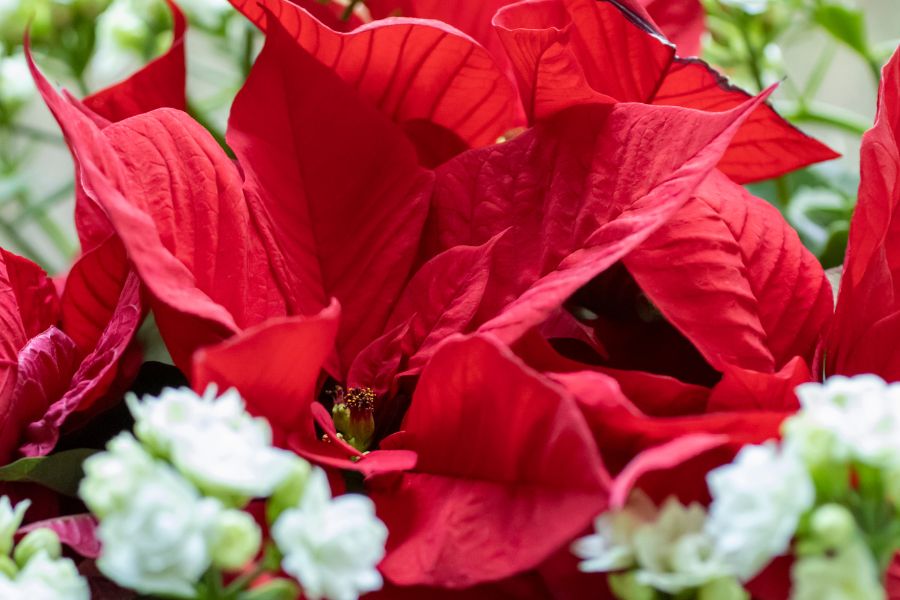 Ý nghĩa và công dụng tuyệt vời của cây trạng nguyên, cách trồng giúp hút tài lộc và tăng bình an cho gia đình- Ảnh 2. Ý nghĩa và công dụng tuyệt vời của cây trạng nguyên, cách trồng giúp hút tài lộc và tăng bình an cho gia đình- Ảnh 2.