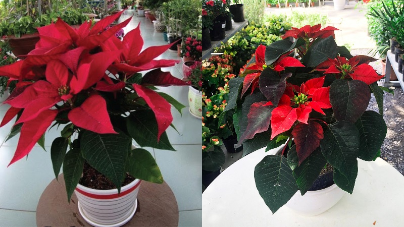 Ý nghĩa và công dụng tuyệt vời của cây trạng nguyên, cách trồng giúp hút tài lộc và tăng bình an cho gia đình- Ảnh 1. Ý nghĩa và công dụng tuyệt vời của cây trạng nguyên, cách trồng giúp hút tài lộc và tăng bình an cho gia đình- Ảnh 1.