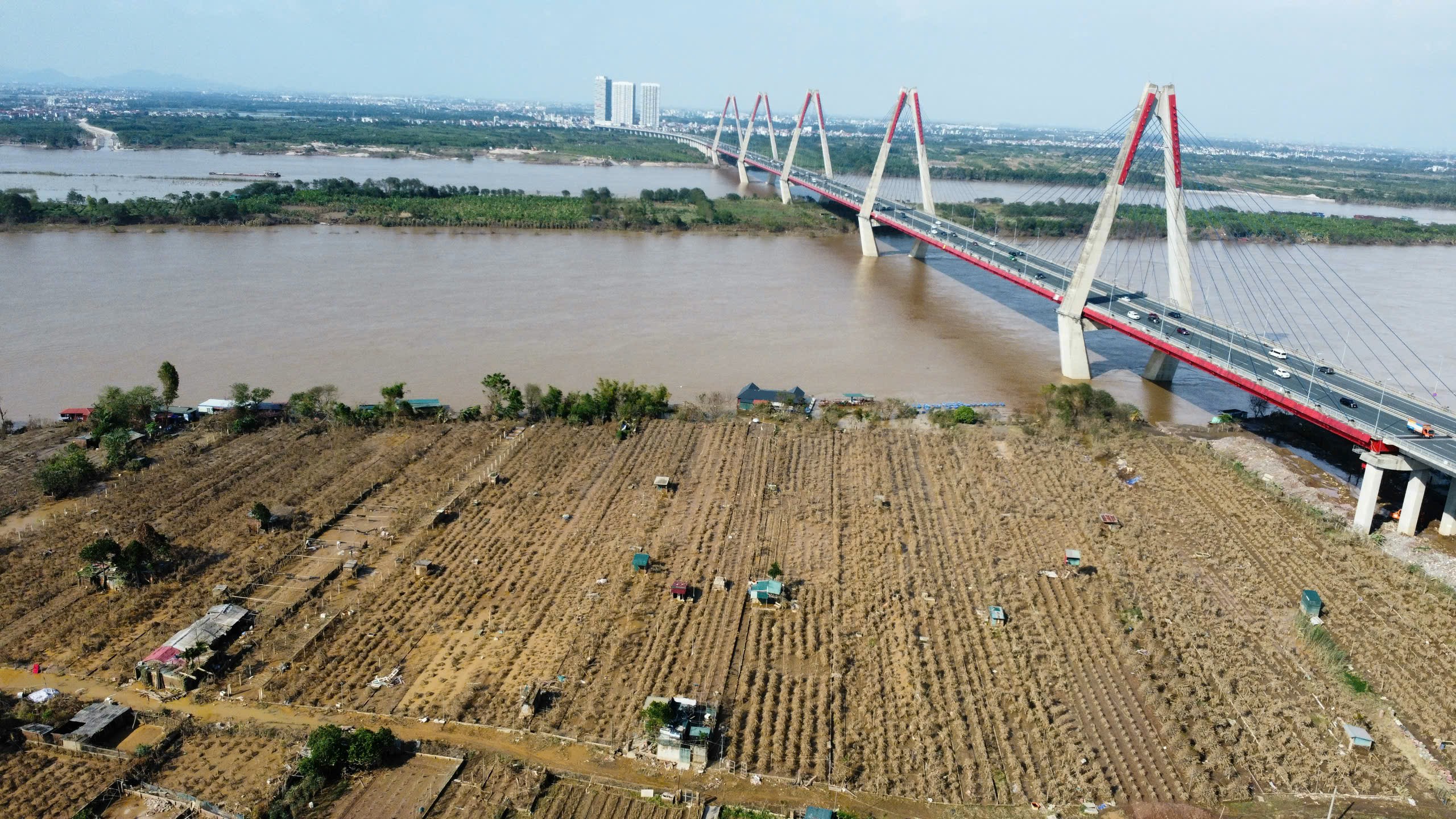 Hình ảnh đào Nhật Tân nổi tiếng ở Hà Nội vàng úa sau nhiều ngày bị ngập - Ảnh 2.