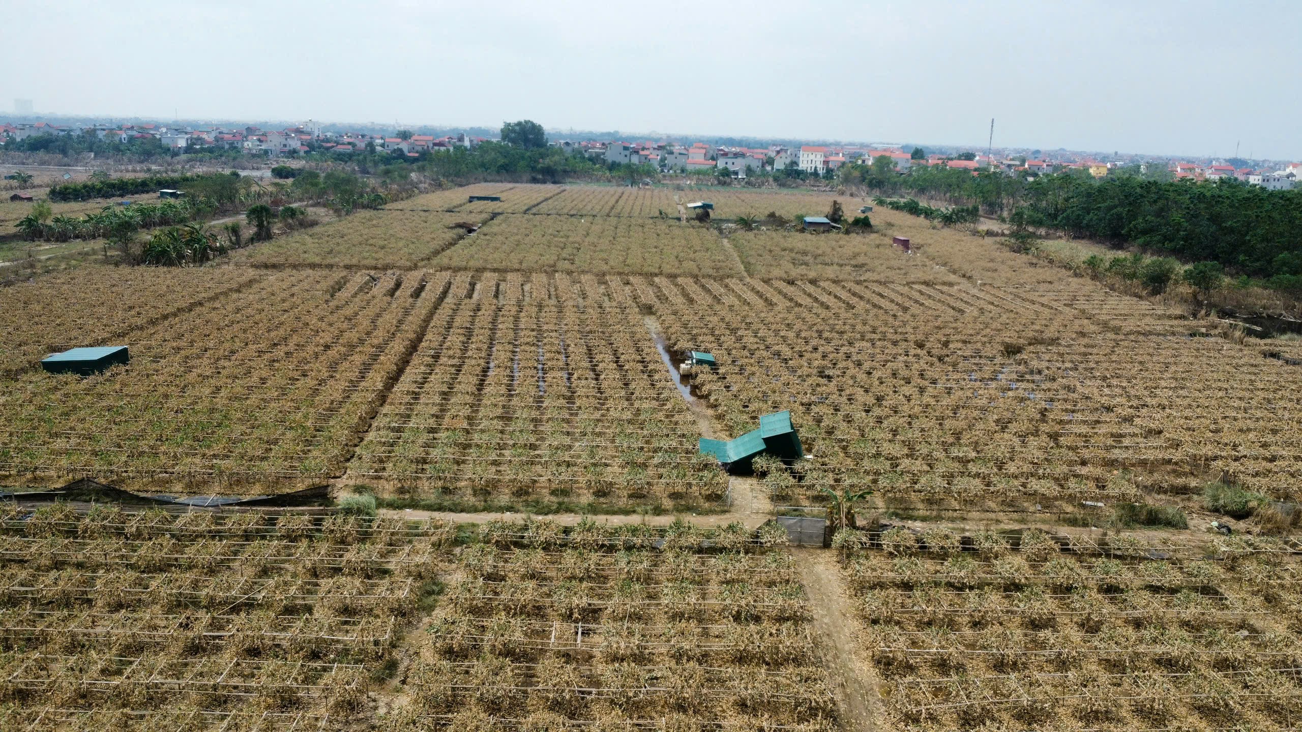 Hàng loạt cây phật thủ tại các nhà vườn ven sông Hồng tan hoang sau bị ngập - Ảnh 3.