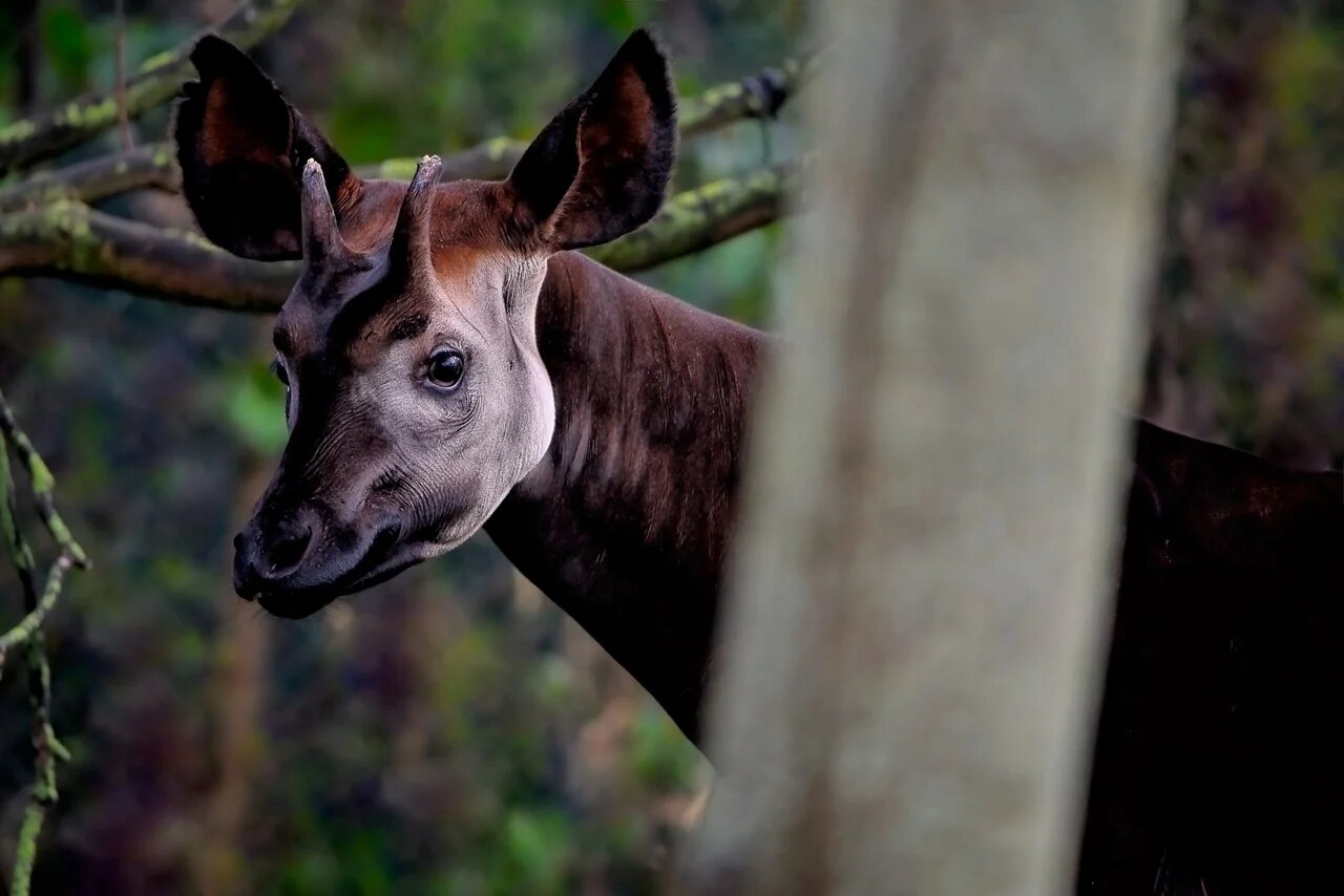 okapi-6-1726915090385389550198-1727051545424-17270515455401367621439.jpg