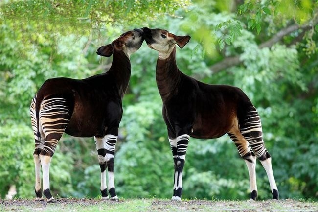 okapi-9-17269150776941056448634-1727051544552-17270515449701437529914.jpg