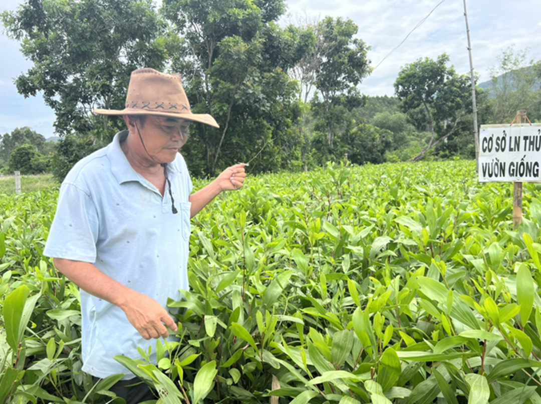 Chị nông dân trồng cây cao vút &quot;quý như vàng&quot;, nhẹ nhàng kiếm gần 5 tỷ đồng/năm- Ảnh 3.