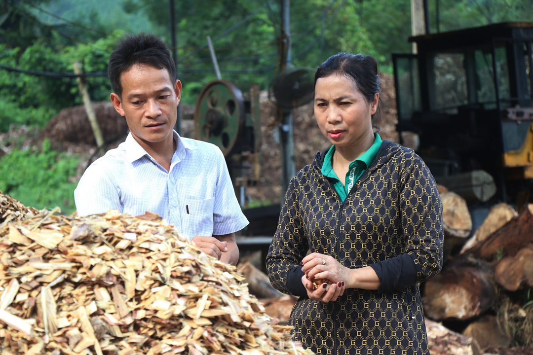 Chị nông dân trồng cây cao vút &quot;quý như vàng&quot;, nhẹ nhàng kiếm gần 5 tỷ đồng/năm- Ảnh 1.