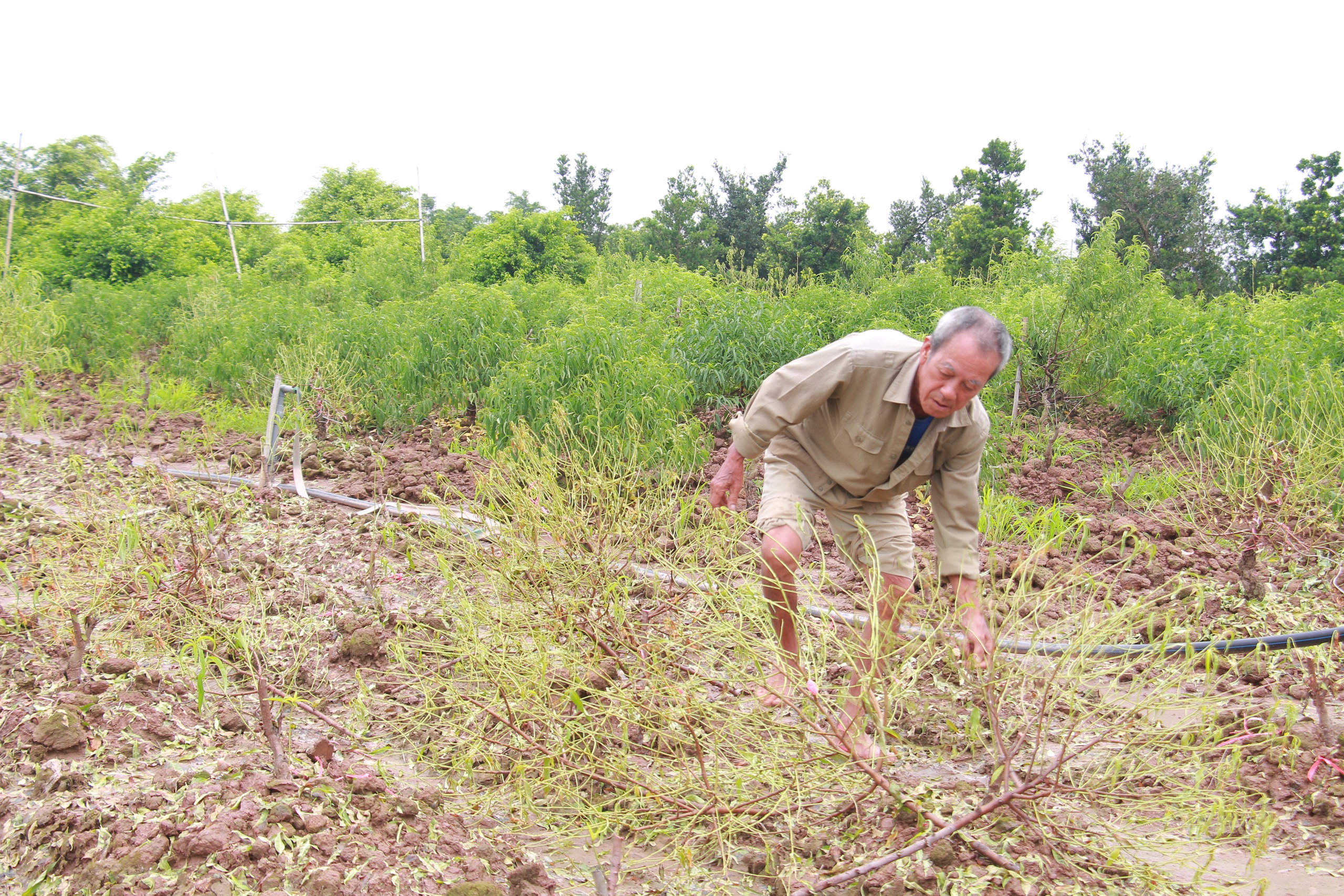 Làng đào 'nổi tiếng' ở Nam Định có nguy cơ 'lỡ' Tết Nguyên đán do bị ngập úng nhiều ngày- Ảnh 9.