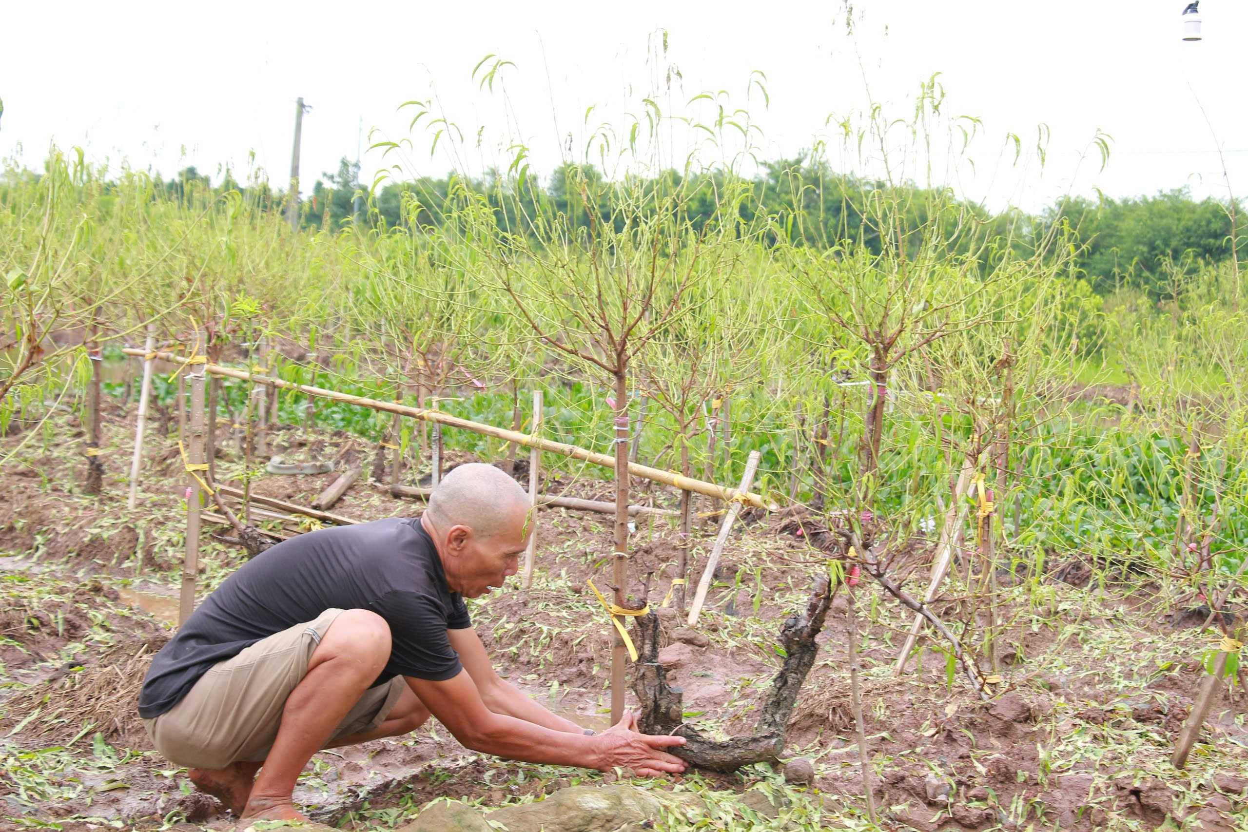 Làng đào 'nổi tiếng' ở Nam Định có nguy cơ 'lỡ' Tết Nguyên đán do bị ngập úng nhiều ngày- Ảnh 8.