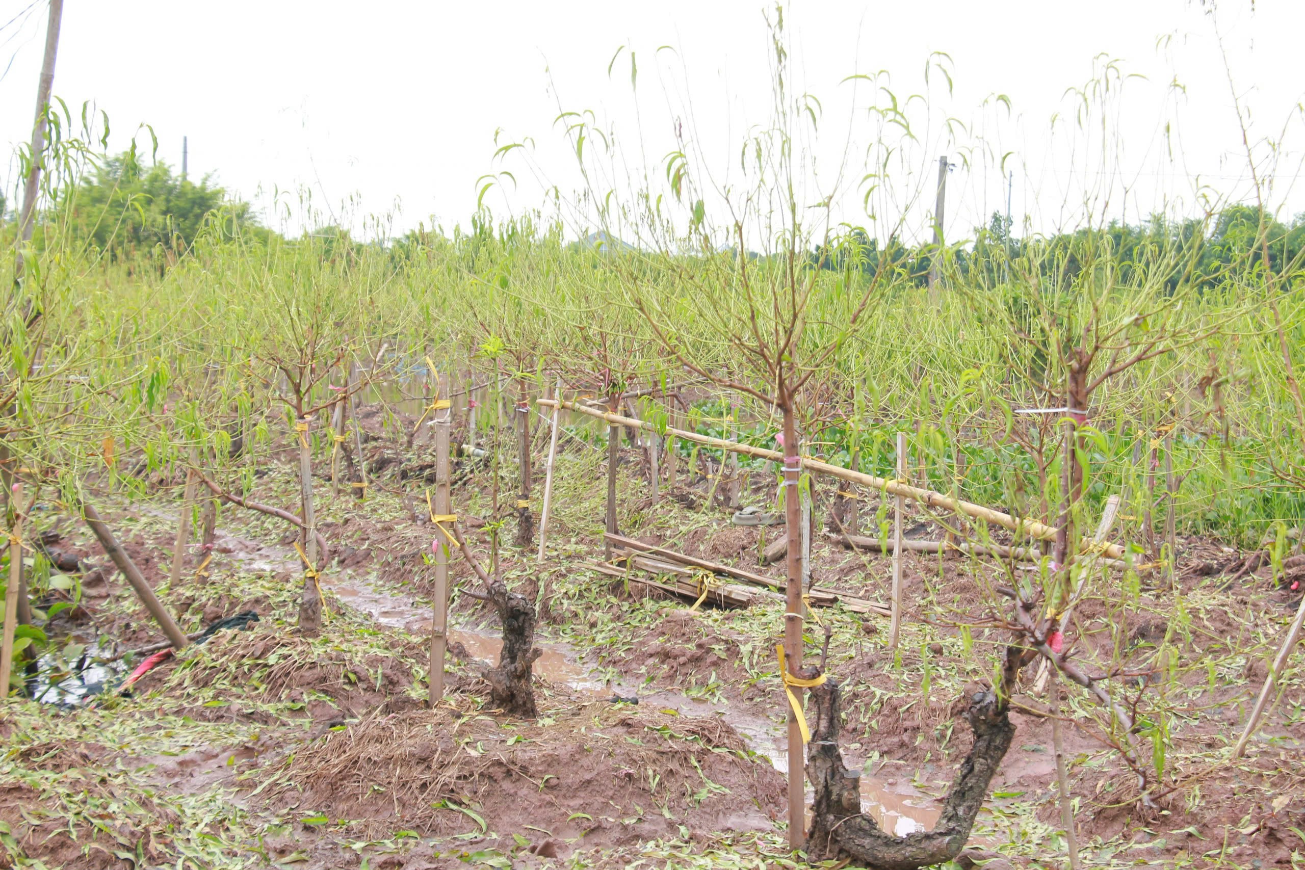 Làng đào 'nổi tiếng' ở Nam Định có nguy cơ 'lỡ' Tết Nguyên đán do bị ngập úng nhiều ngày- Ảnh 2.