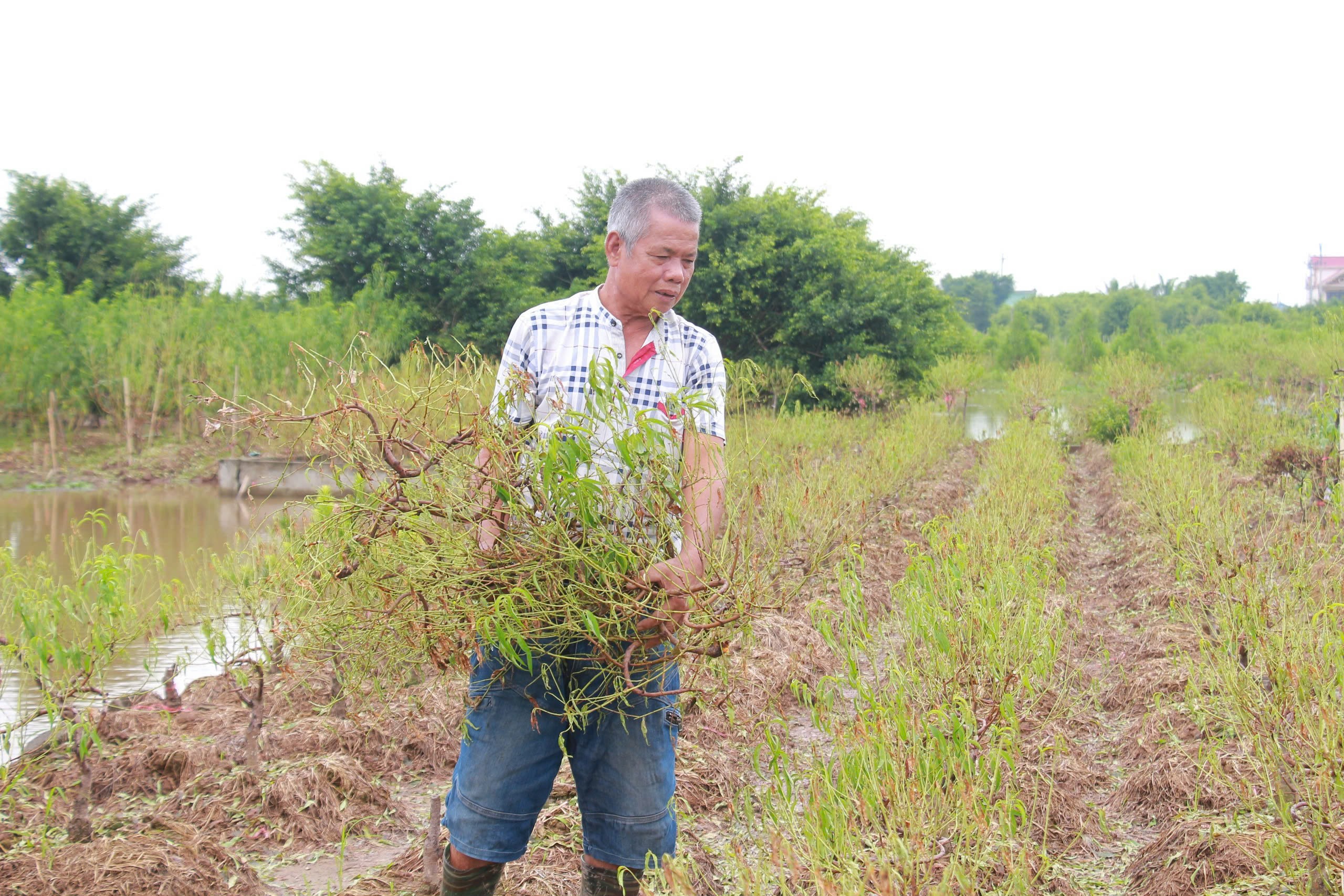 Làng đào 'nổi tiếng' ở Nam Định có nguy cơ 'lỡ' Tết Nguyên đán do bị ngập úng nhiều ngày- Ảnh 11.