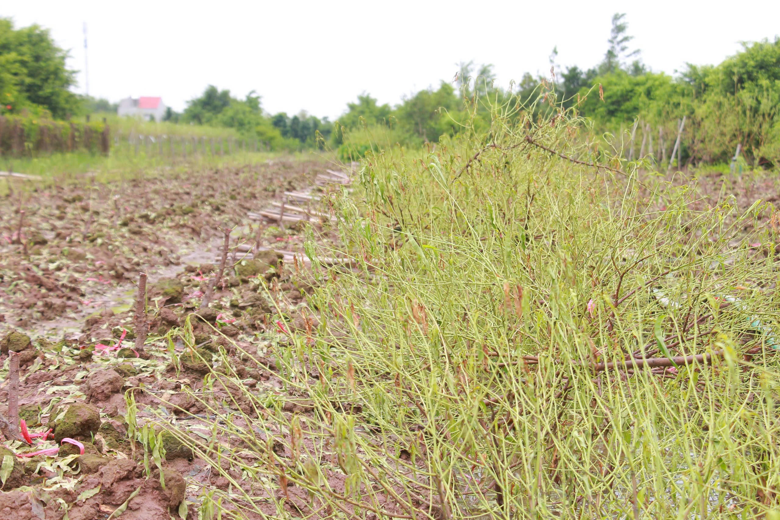 Làng đào 'nổi tiếng' ở Nam Định có nguy cơ 'lỡ' Tết Nguyên đán do bị ngập úng nhiều ngày- Ảnh 13.