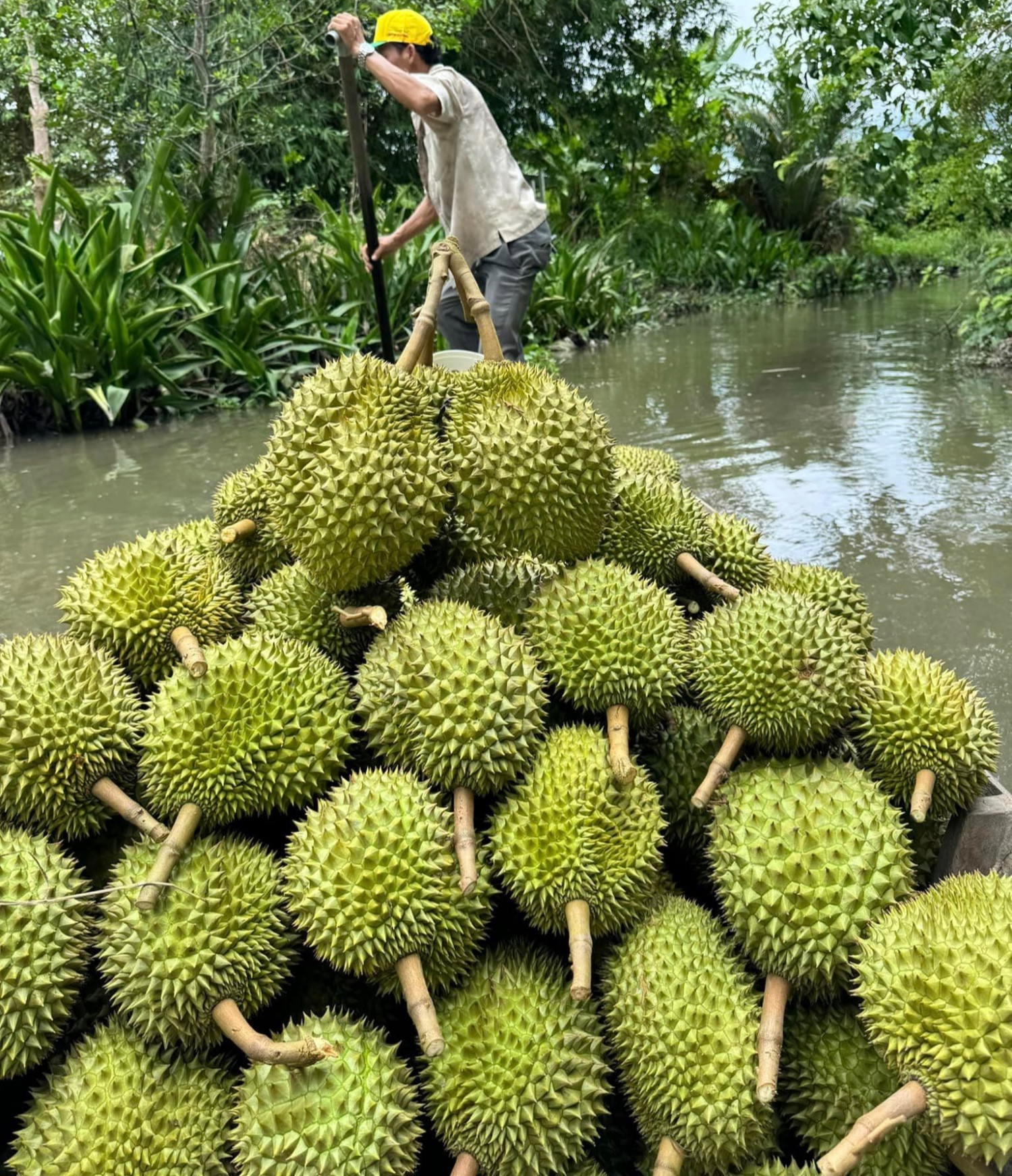 Xô đổ kỷ lục của cả năm ngoái, ‘trái cây vua’ băng băng trên đỉnh lịch sử - Ảnh 2.