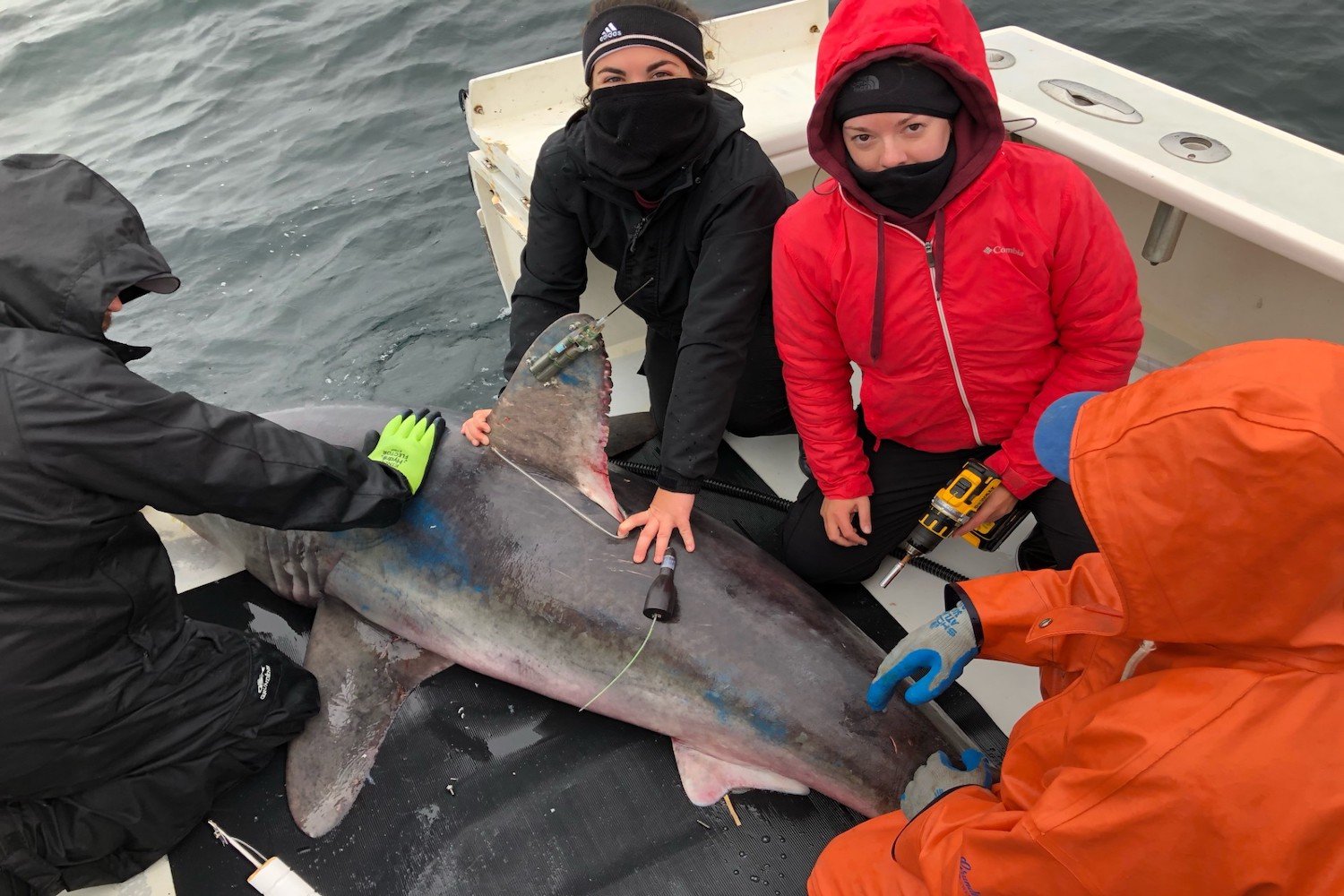 frontiers-marine-science-porbeagle-shark-predation-credit-james-sulikowski-1725392223718378399244-1725494672775-172549467294548311754.jpg