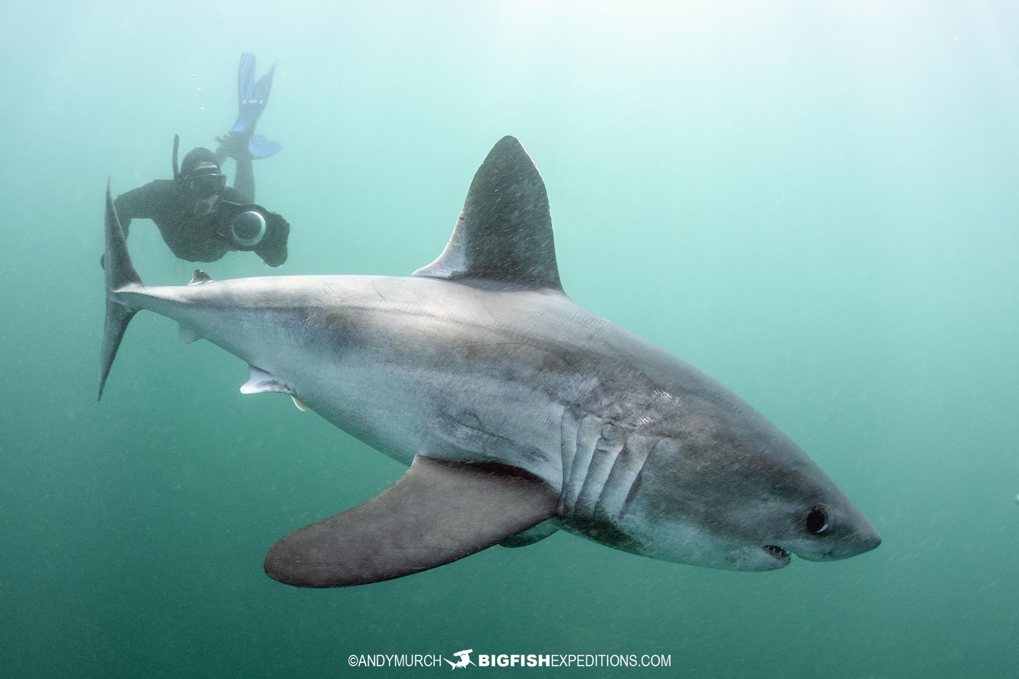 porbeagle-shark-snorkeling-015-1725392536776785324936-1725494674356-17254946744491198269295.jpg