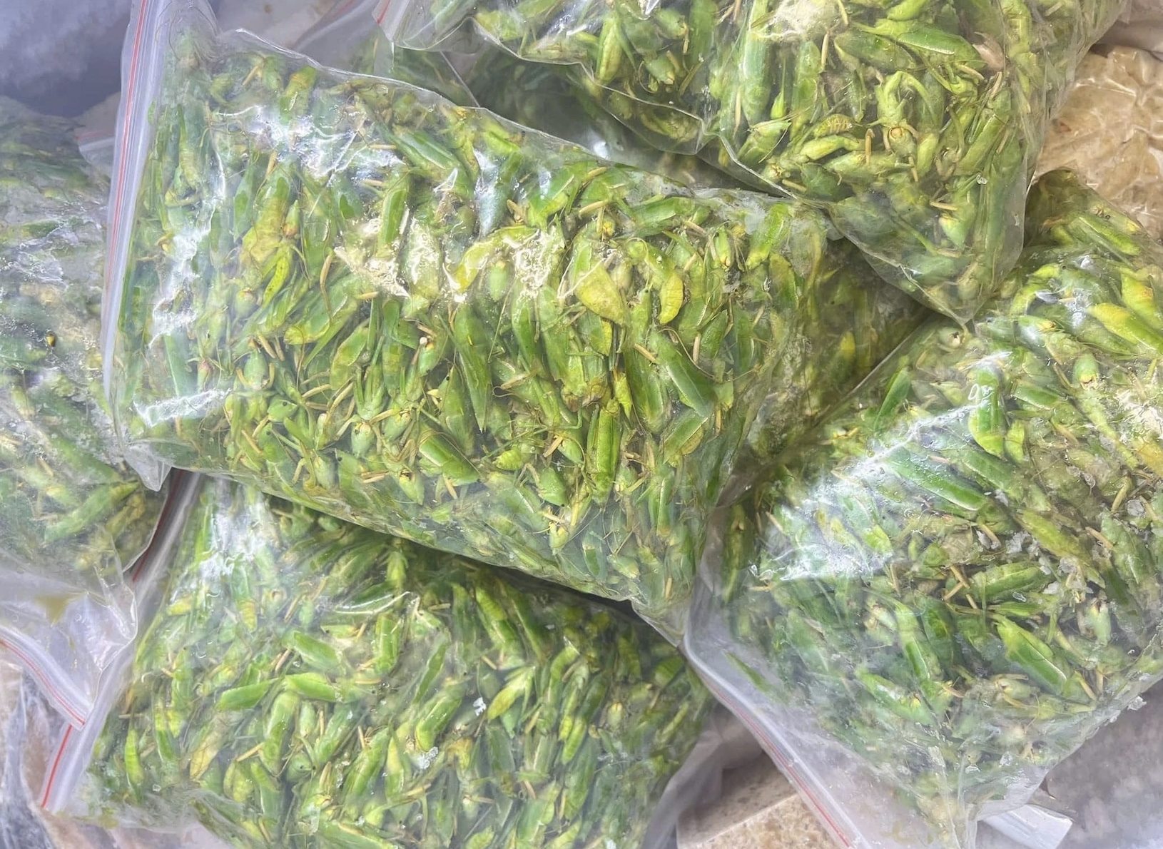 800 nghìn/kg vẫn đắt hàng, ‘tóp mỡ xanh’ thành món ăn của nhà giàu Hà Nội - Ảnh 1.