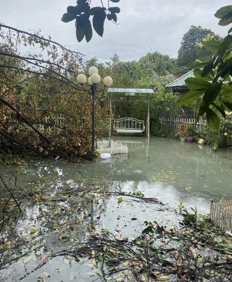 NSND Thanh Hoa đau lòng khi nhìn vườn cây 11 năm trồng trọt tan hoang- Ảnh 5.