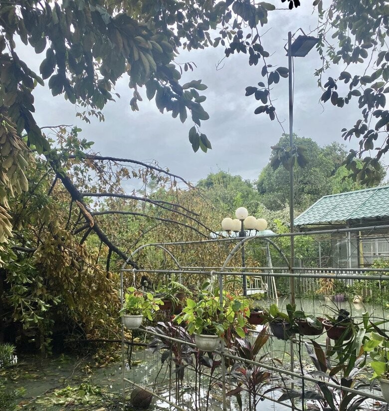 NSND Thanh Hoa đau lòng khi nhìn vườn cây 11 năm trồng trọt tan hoang- Ảnh 4.