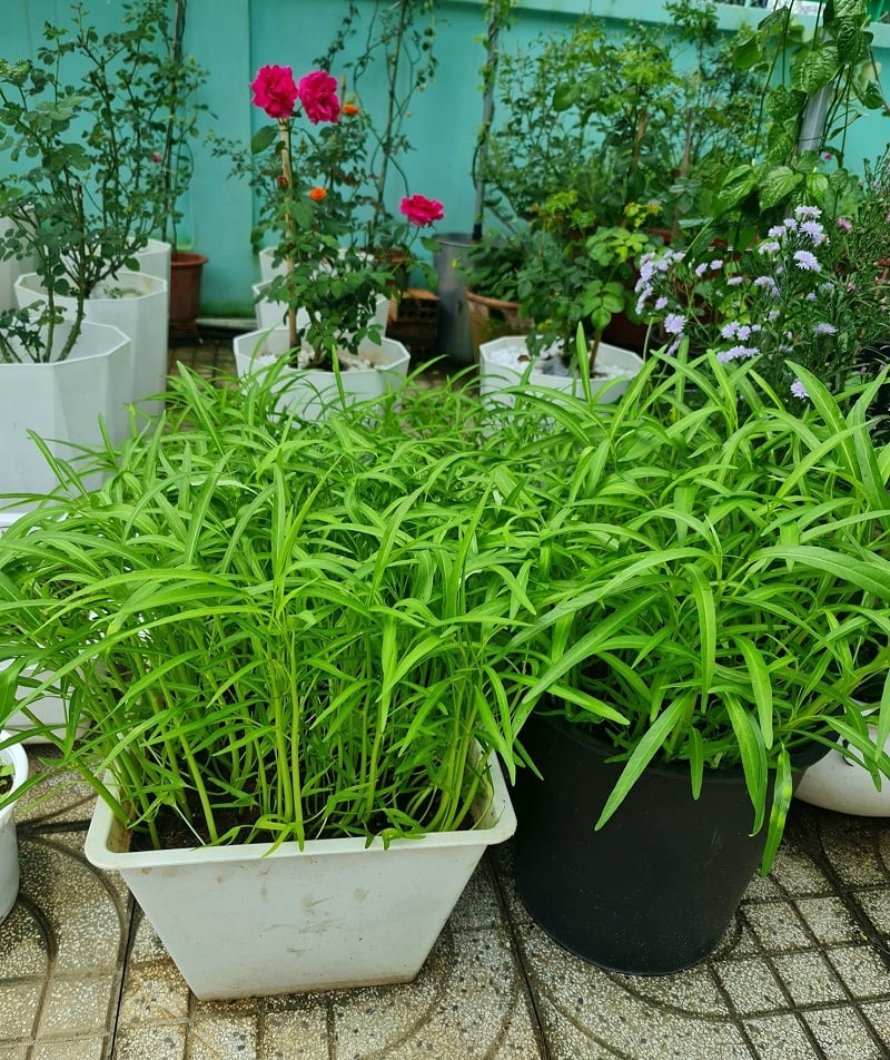 Các loại rau xanh có thể trồng tại nhà, lớn nhanh như thổi hái không kịp tay- Ảnh 4.