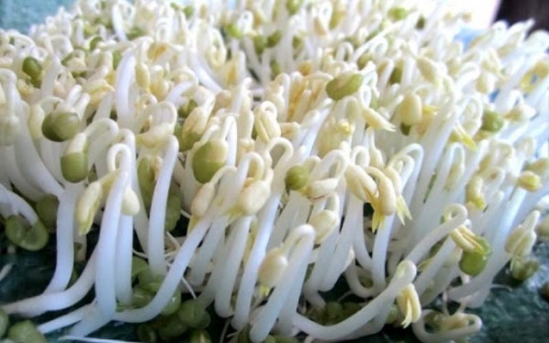 Các loại rau xanh có thể trồng tại nhà, lớn nhanh như thổi hái không kịp tay- Ảnh 5.