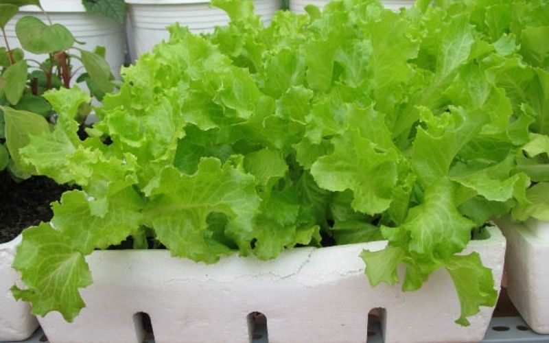 Các loại rau xanh có thể trồng tại nhà, lớn nhanh như thổi hái không kịp tay- Ảnh 3.