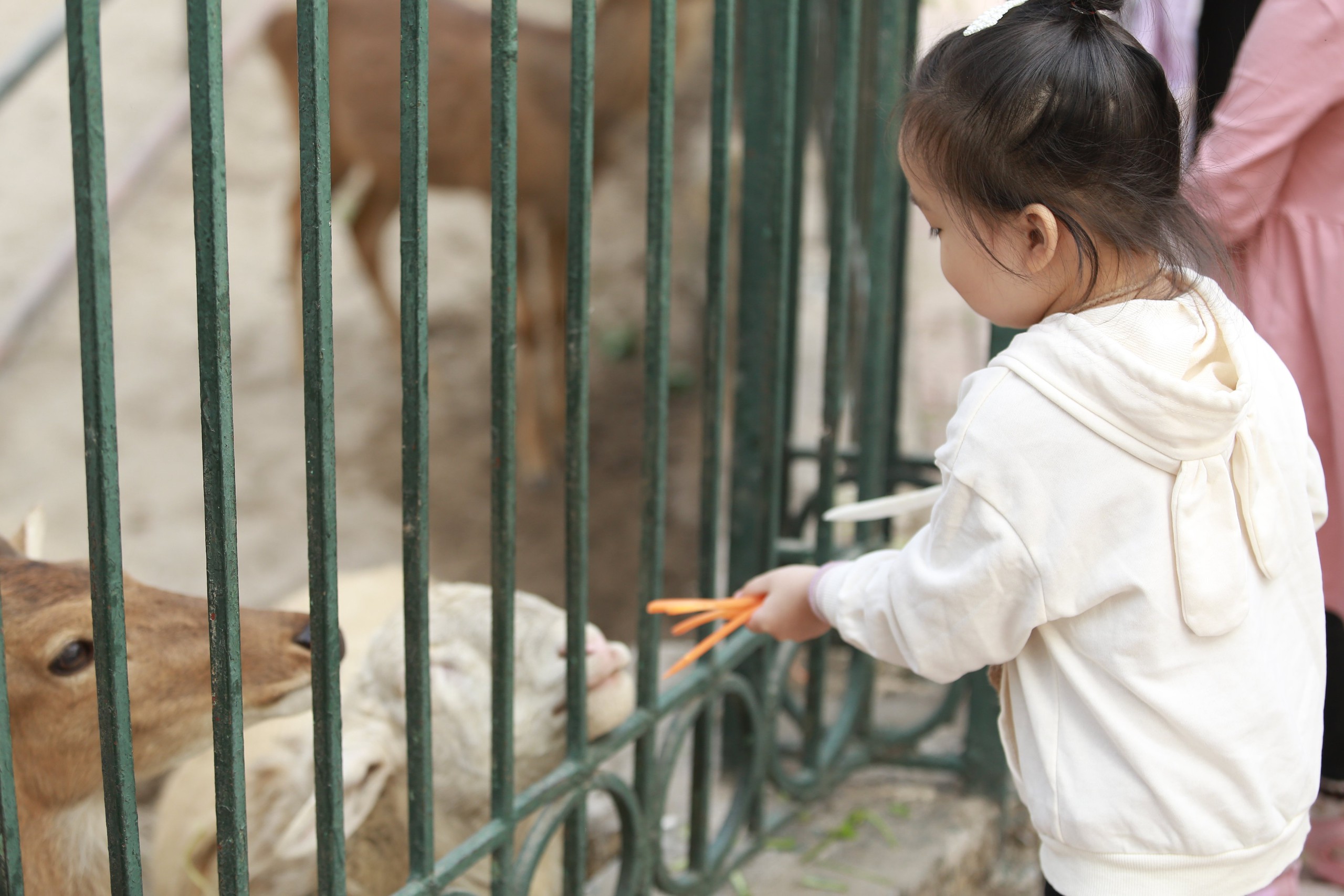 Vườn thú Hà Nội thu hút hàng chục nghìn người trong ngày nghỉ Tết Dương lịch 2025- Ảnh 13.