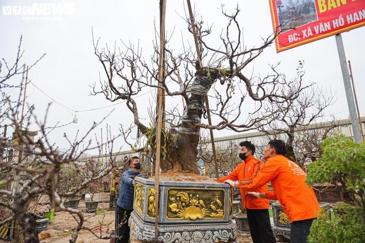 Đào rừng Sơn La cổ thụ đua nhau khoe dáng ở Hà Nội, giá trăm triệu đồng/cây - Ảnh 18.