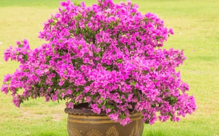 B&iacute; quyết trồng hoa giấy trong chậu để gốc to, hoa nở nhiều