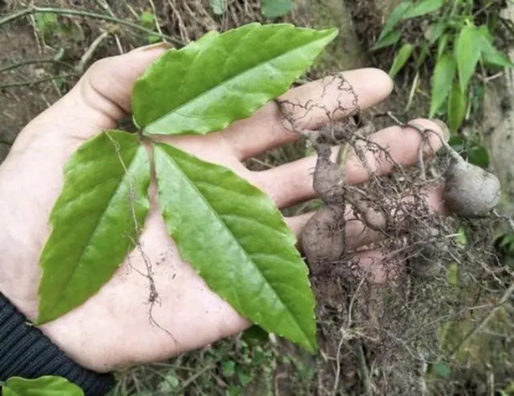 Rễ cây dại đắt như 'vàng', đào lên đem bán thu ngay vài chục triệu/kg - Ảnh 2.