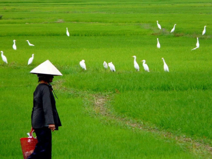 Con dâu mất việc, mẹ chồng từ quê lên làm điều không ngờ - Ảnh 1.