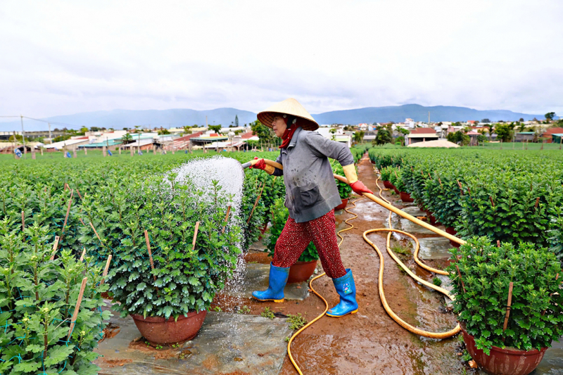 Cảnh báo thủ đoạn lừa đảo từ mua bán rau, hoa dịp Tết - Ảnh 1.