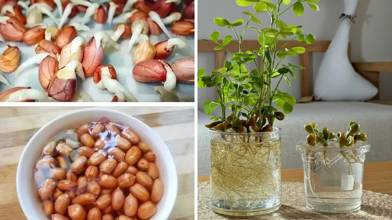 Đây mới là cách trồng đậu phộng (cây củ lạc) thủy canh siêu dễ, vừa đẹp vừa độc đáo- Ảnh 3. Đây mới là cách trồng đậu phộng (cây củ lạc) thủy canh siêu dễ, vừa đẹp vừa độc đáo- Ảnh 3.