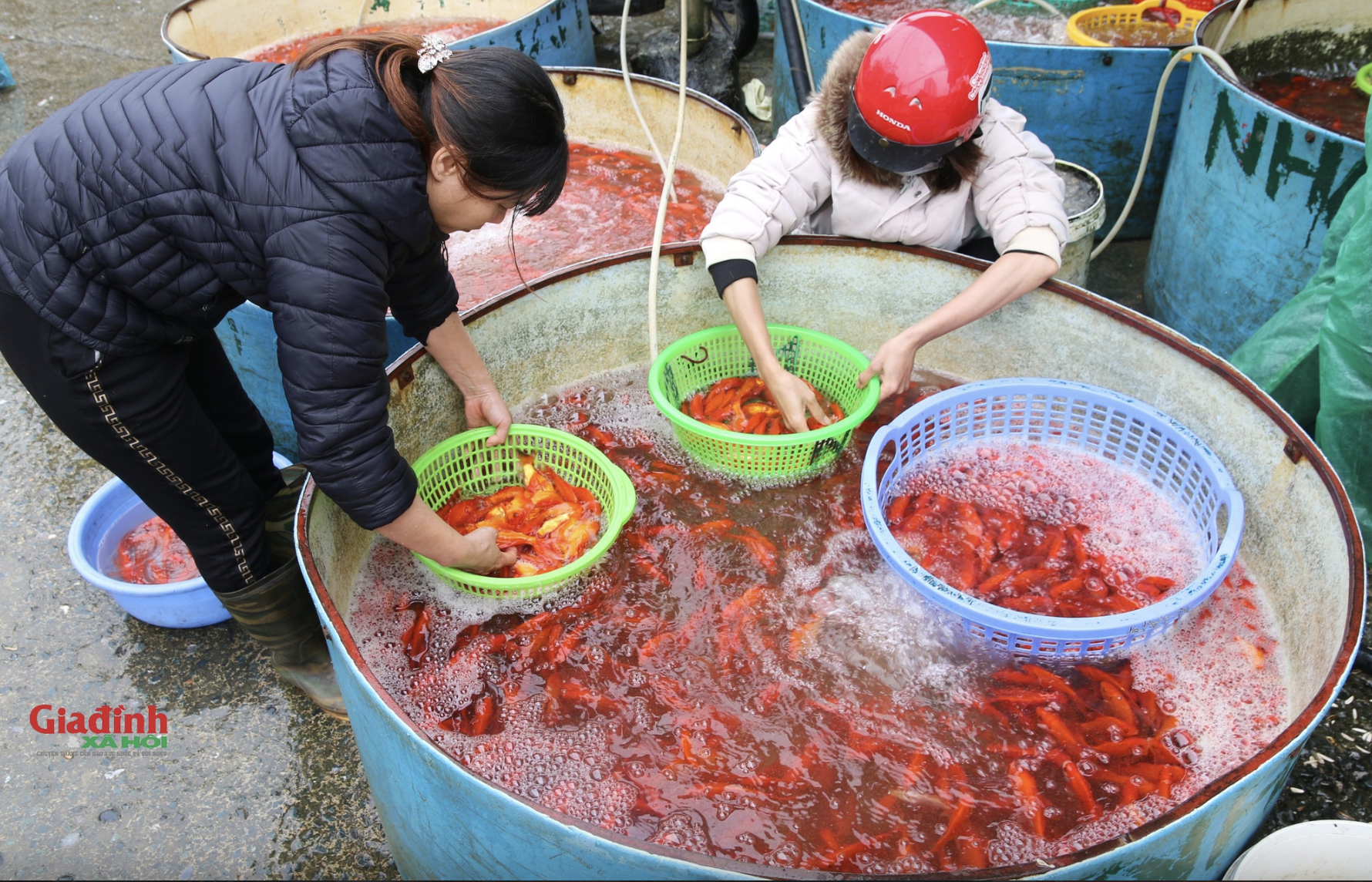 Thị trường hàng hóa phục vụ ngày Táo quân dồi dào, giá trái cây, hoa tươi tăng nhẹ- Ảnh 6.